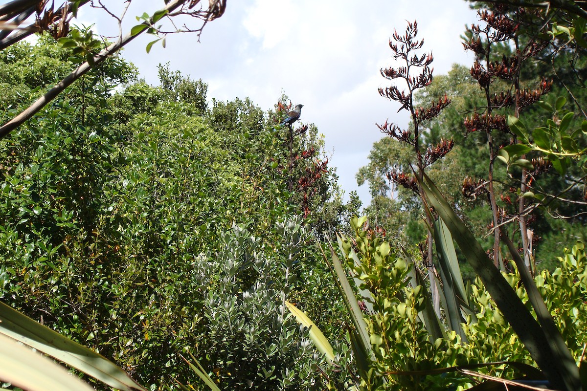 Пое - ML647641051