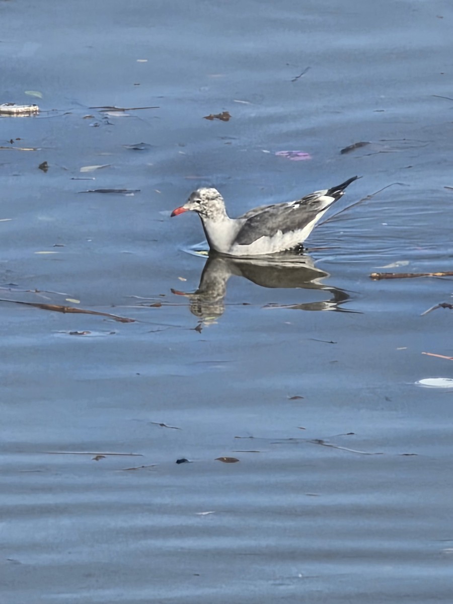 鷗亞科 - ML647641058