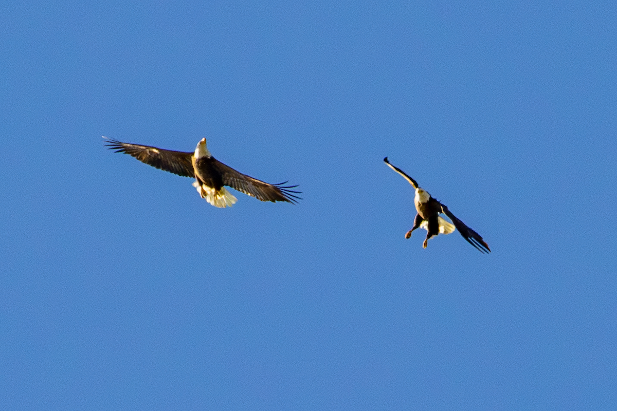 עיטם לבן-ראש - ML647641064