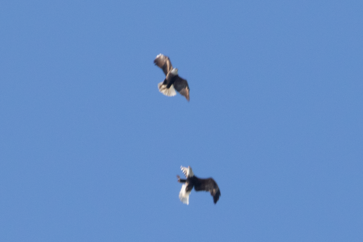 עיטם לבן-ראש - ML647641070