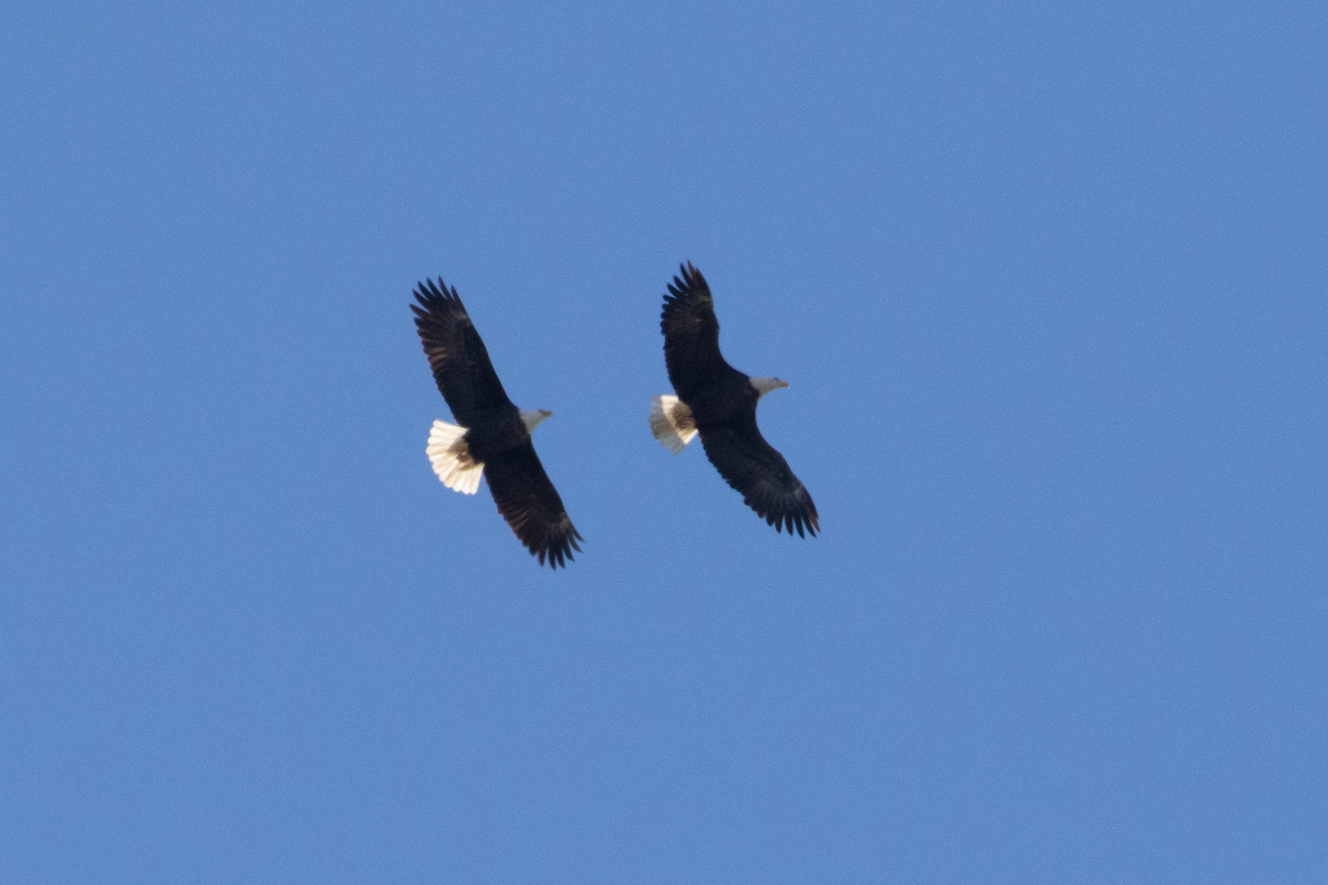עיטם לבן-ראש - ML647641071