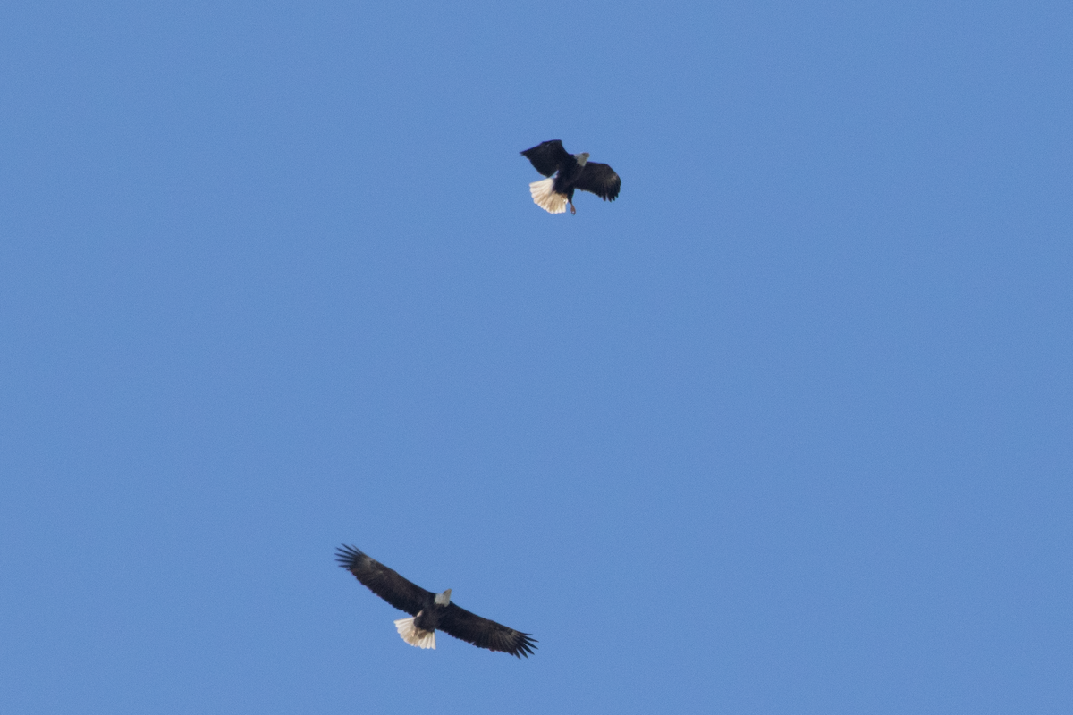 עיטם לבן-ראש - ML647641077