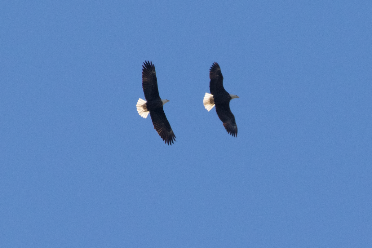 עיטם לבן-ראש - ML647641078