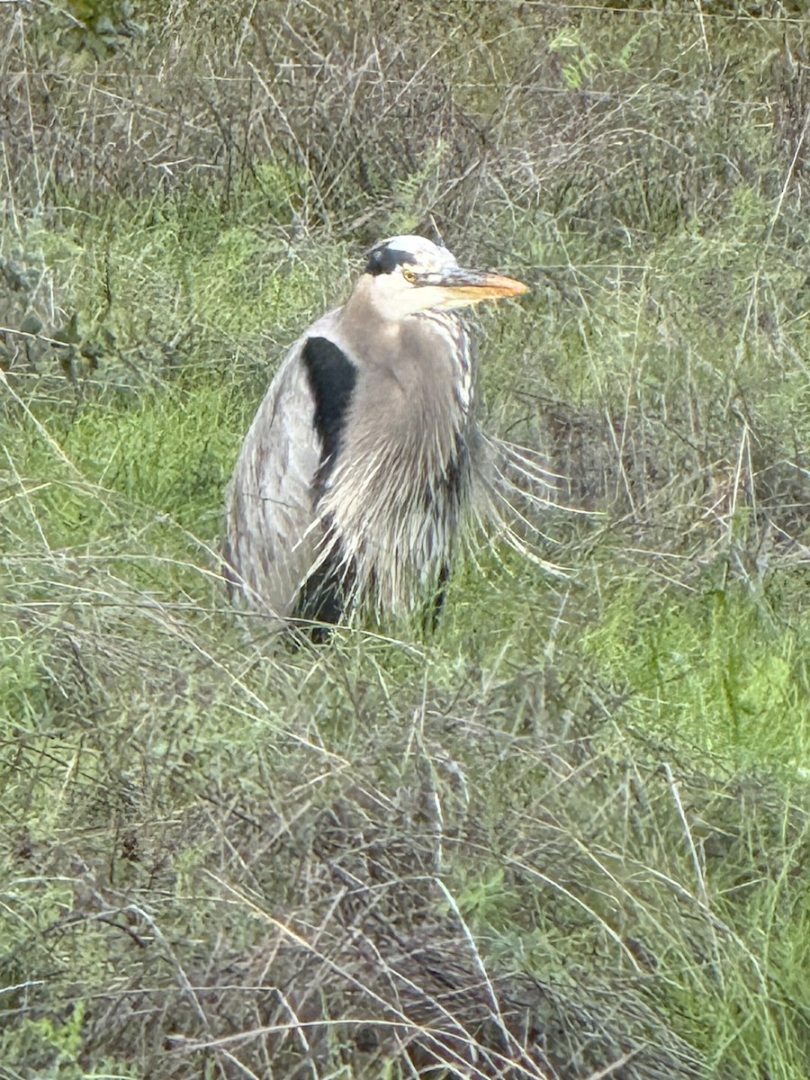 Great Blue Heron - ML647641093