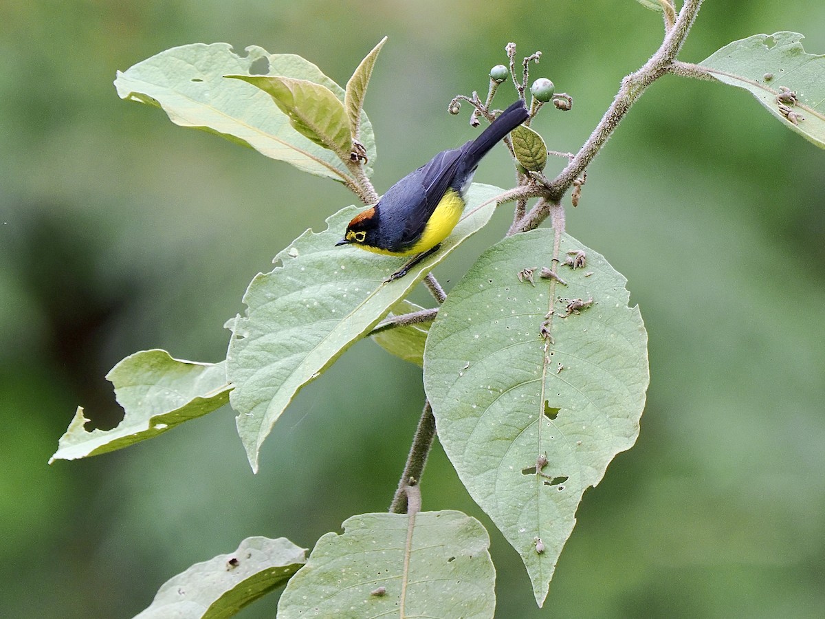 Spectacled Redstart - ML647641109