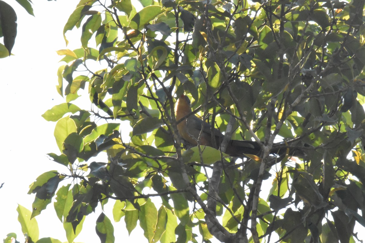 Red-billed Malkoha - ML647641112