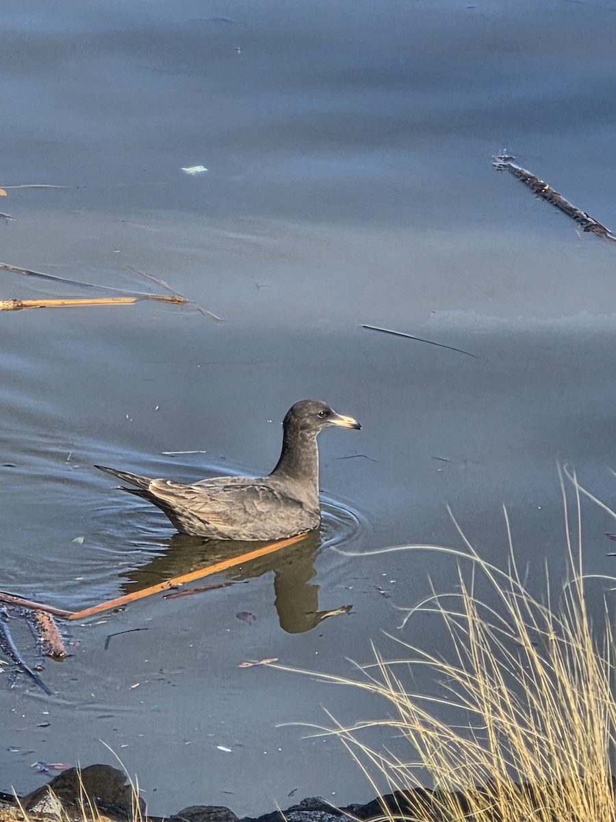 鷗亞科 - ML647641152