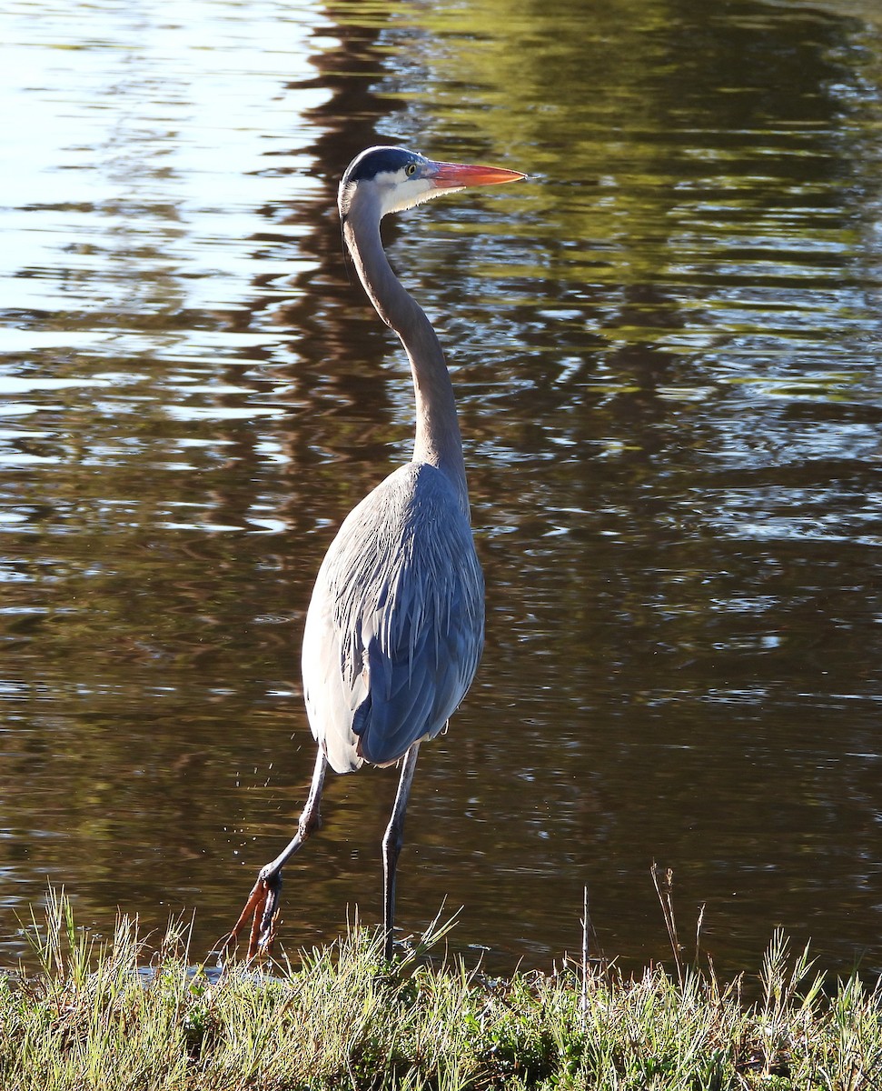 Great Blue Heron - ML647641153