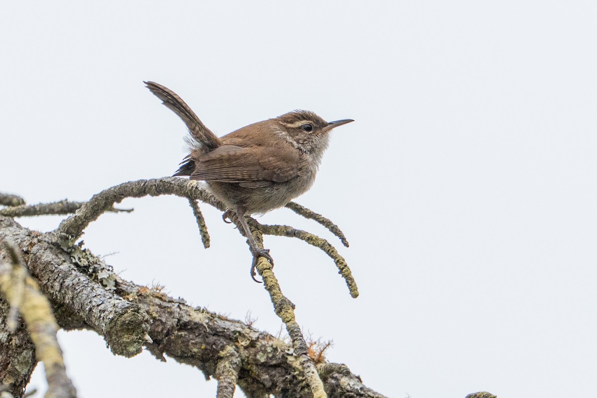 Длиннохвостый крапивник - ML647641162