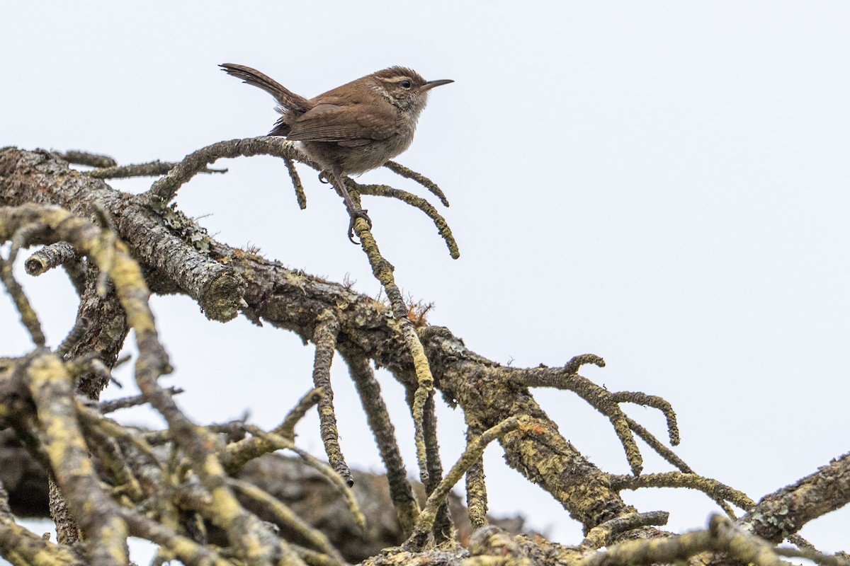 Длиннохвостый крапивник - ML647641185