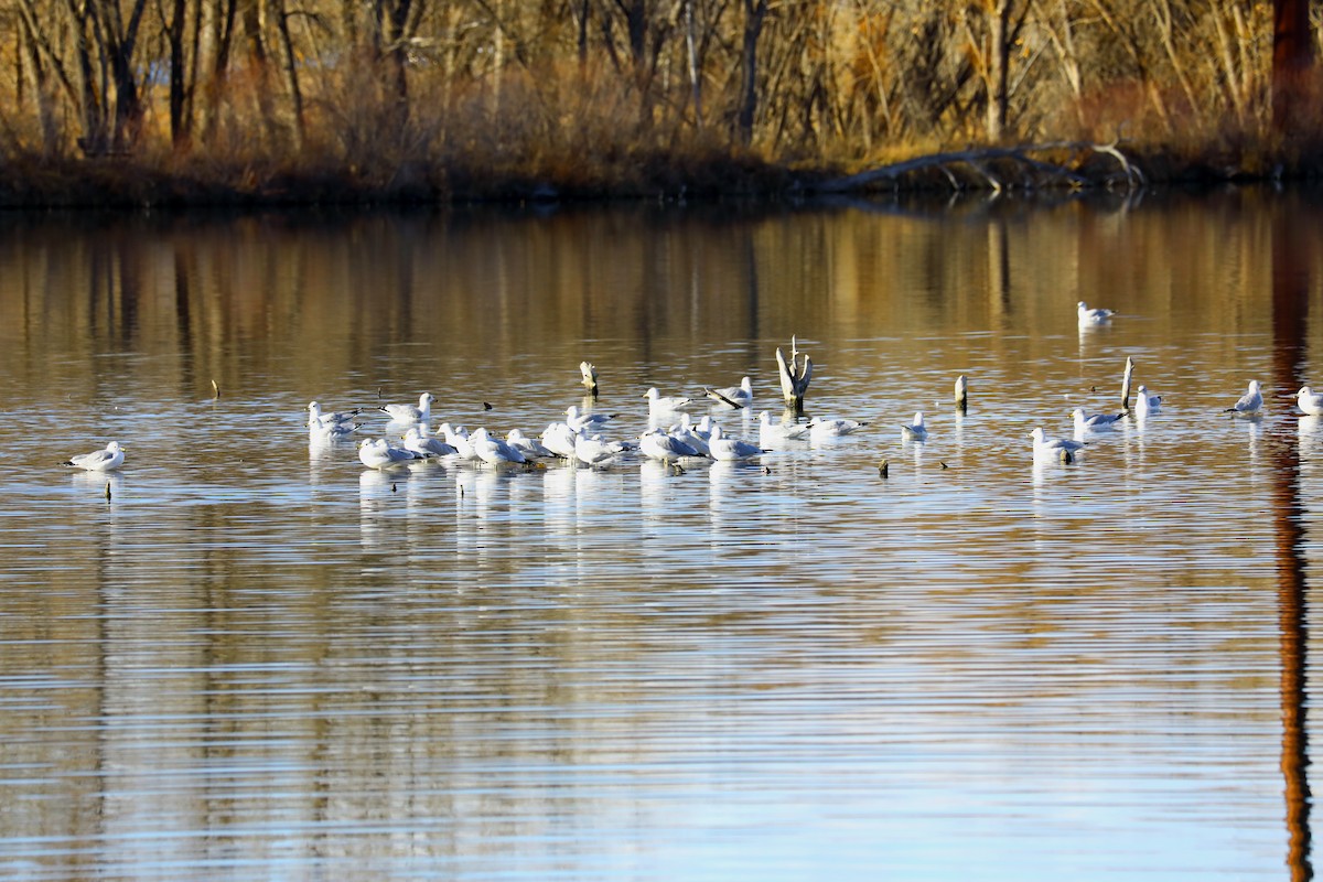 Ring-billed Gull - ML647641208