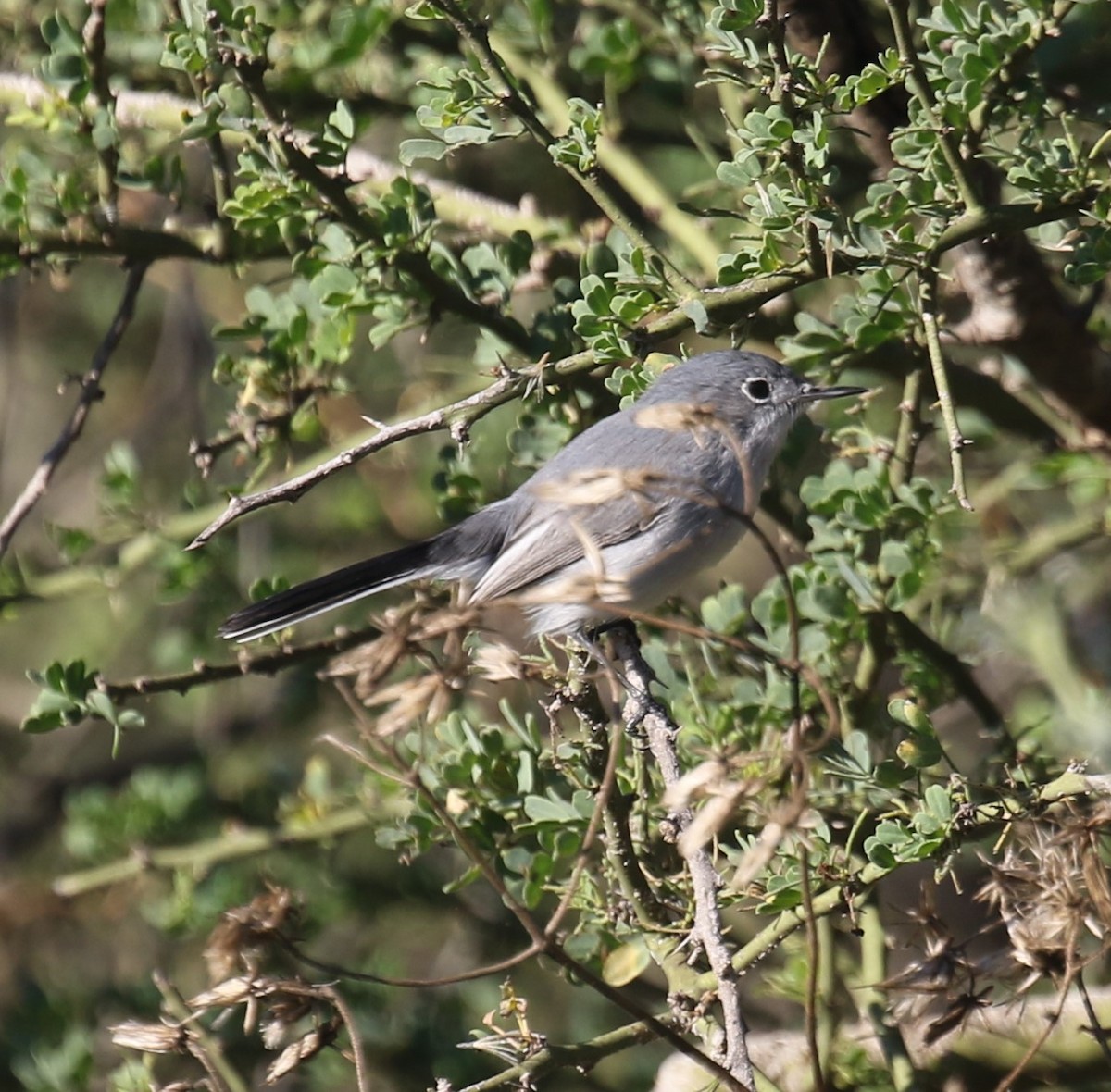 Blue-gray Gnatcatcher - ML647641226