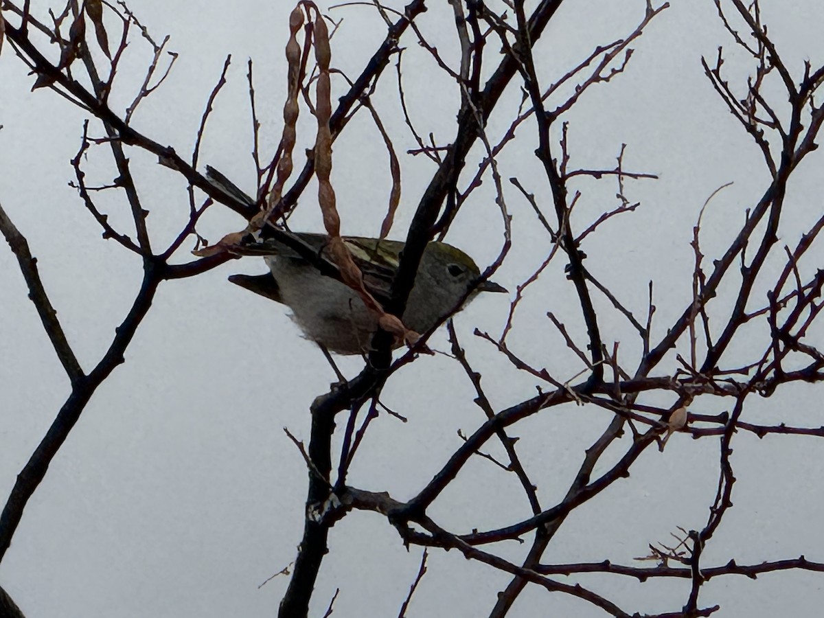 brunsideparula - ML647641233