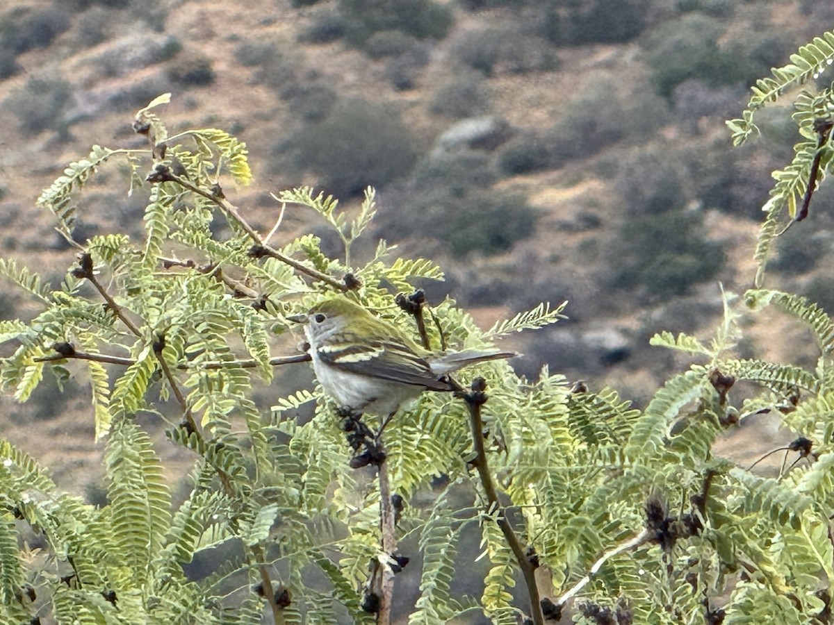 brunsideparula - ML647641247