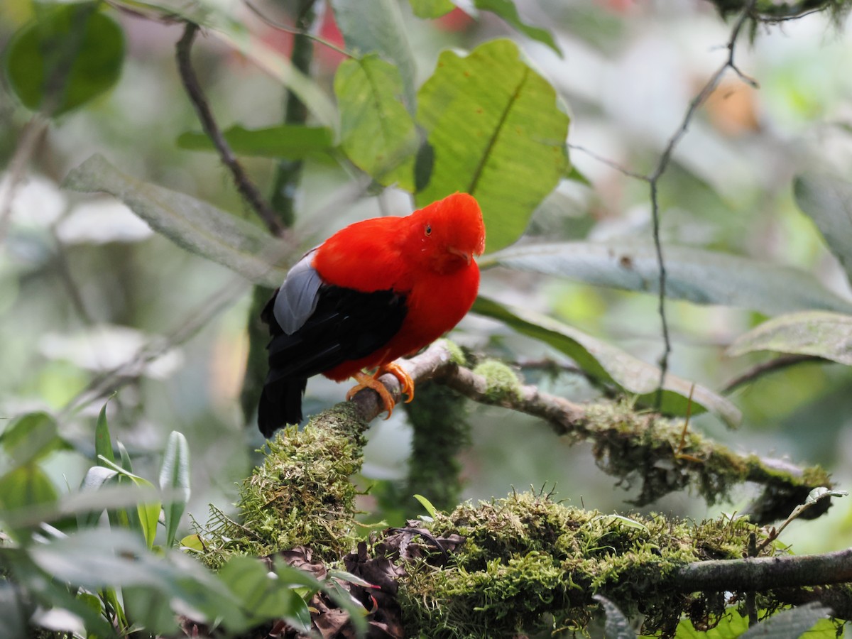 Andean Cock-of-the-rock - ML647641299
