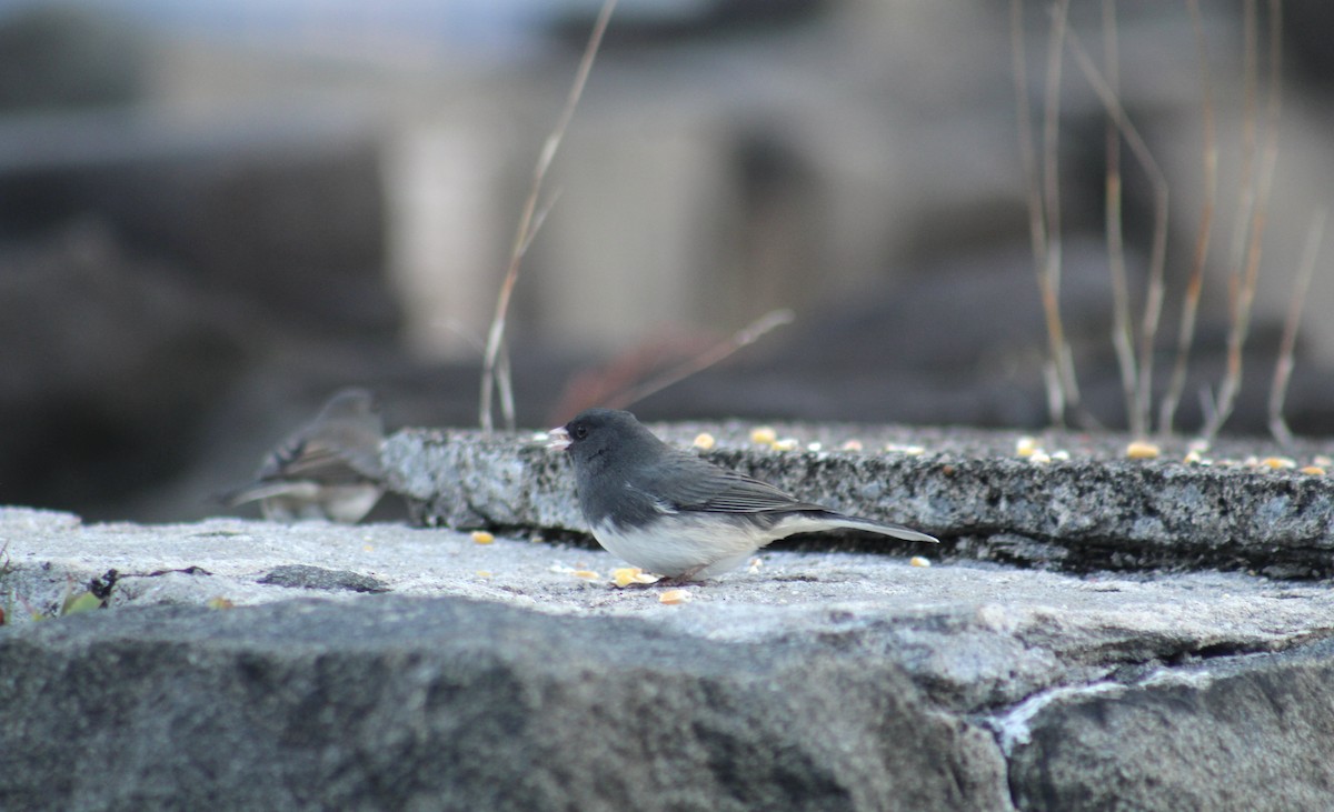 Dark-eyed Junco - ML647641300