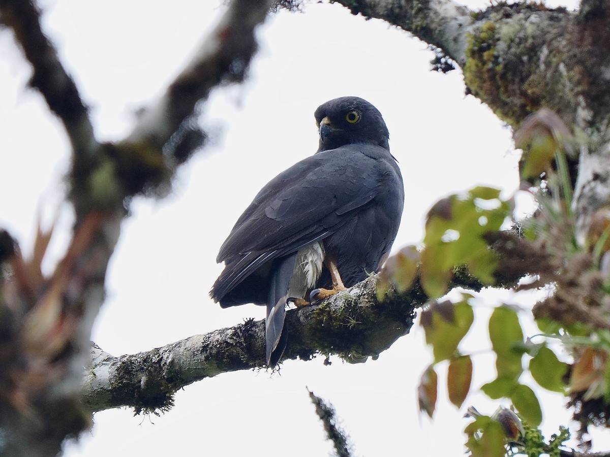 White-rumped Hawk - ML647641304