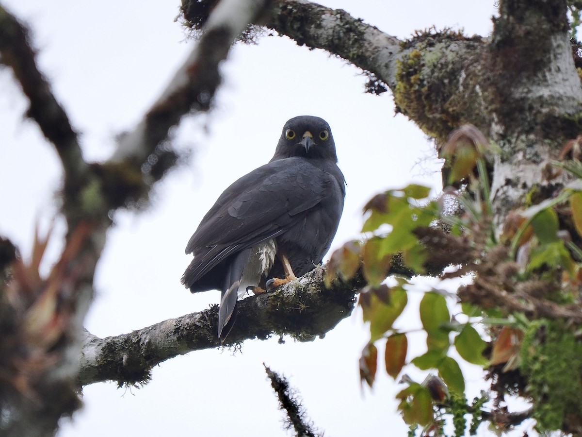 White-rumped Hawk - ML647641305