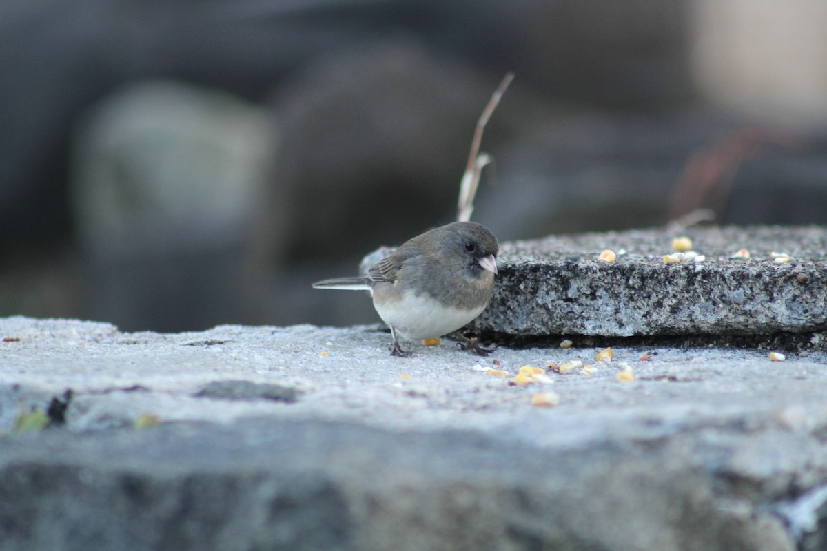 Dark-eyed Junco - ML647641307