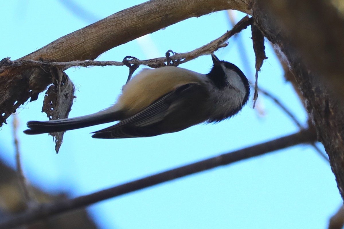 Black-capped Chickadee - ML647641308
