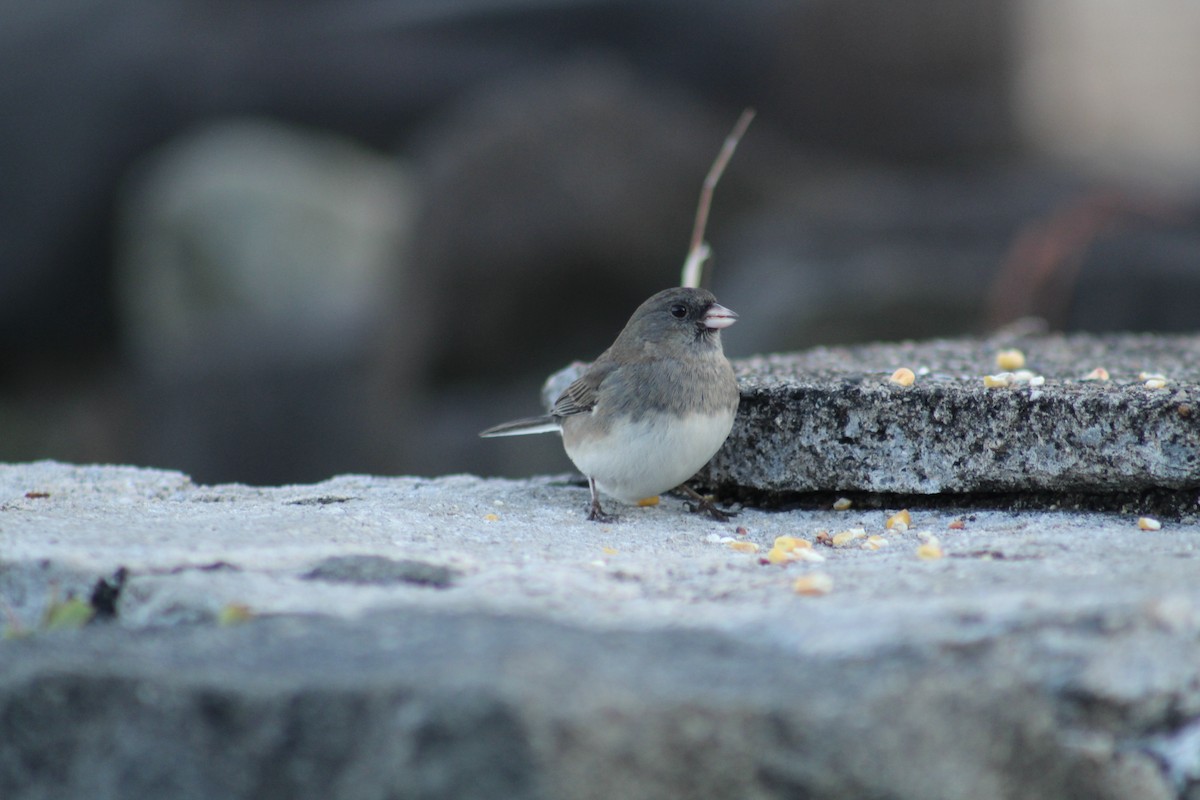 Dark-eyed Junco - ML647641309