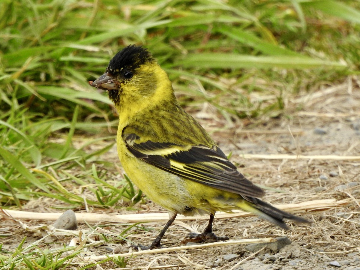 Black-chinned Siskin - ML647641310