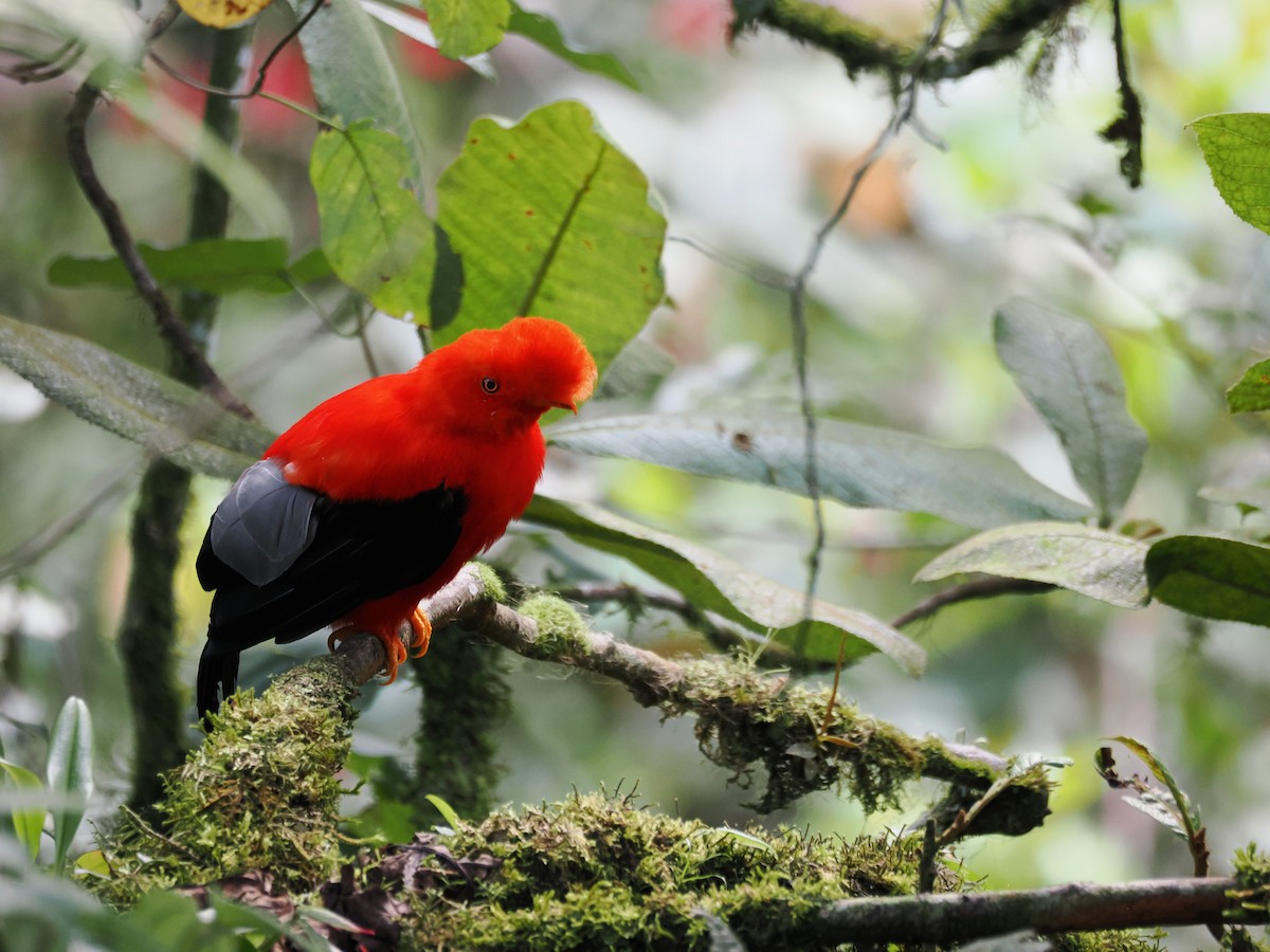 Andean Cock-of-the-rock - ML647641312