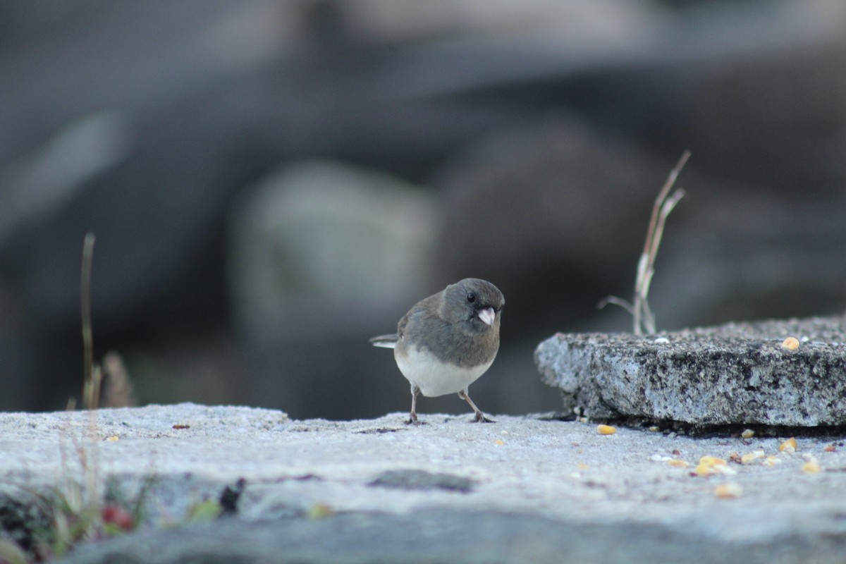 Dark-eyed Junco - ML647641313