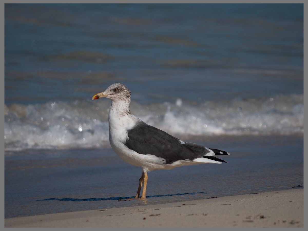 Lesser Black-backed Gull - ML647641314
