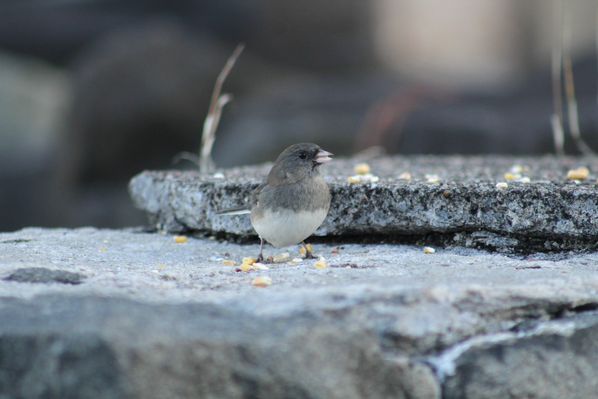 Dark-eyed Junco - ML647641315