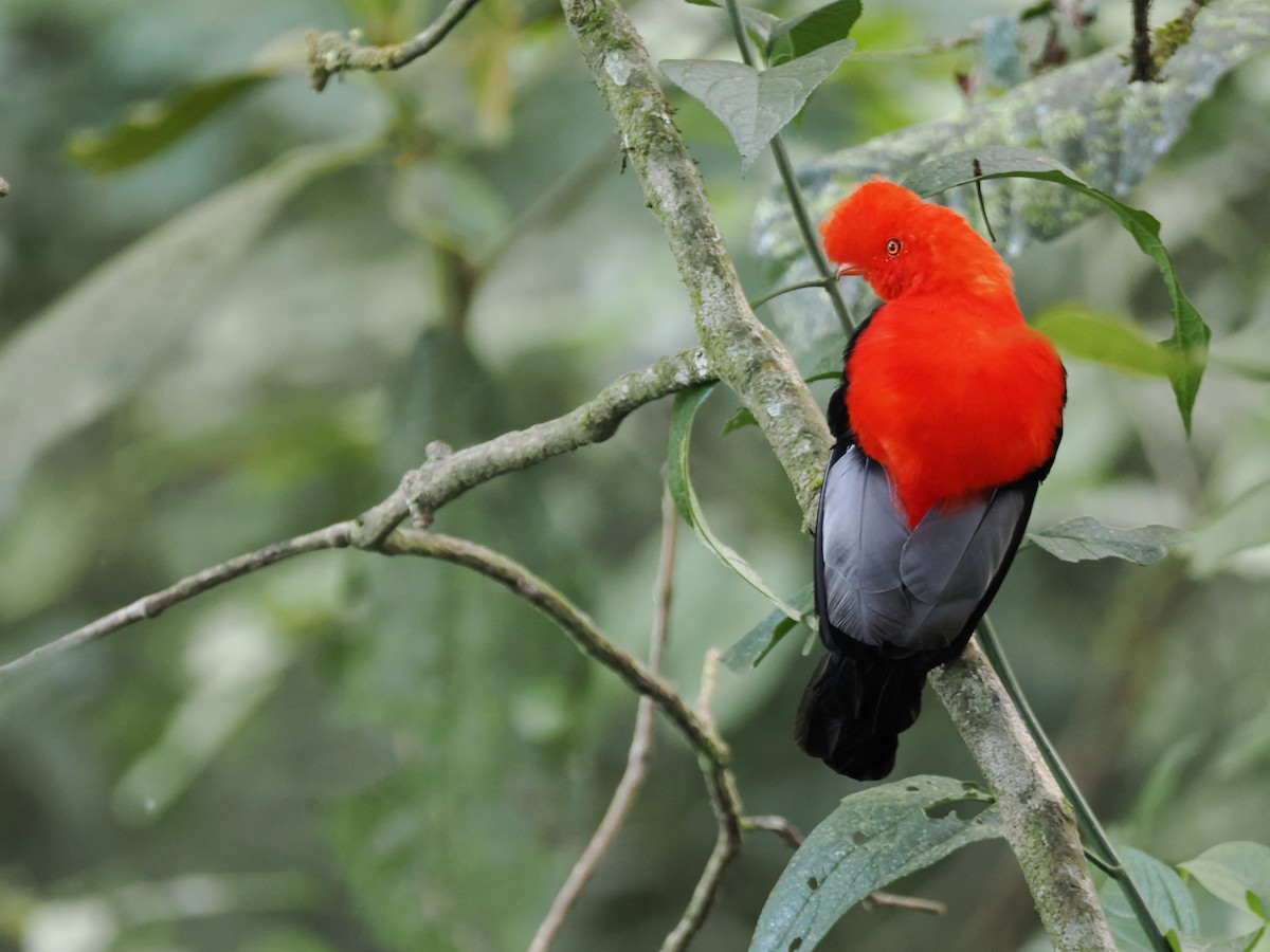 Andean Cock-of-the-rock - ML647641317