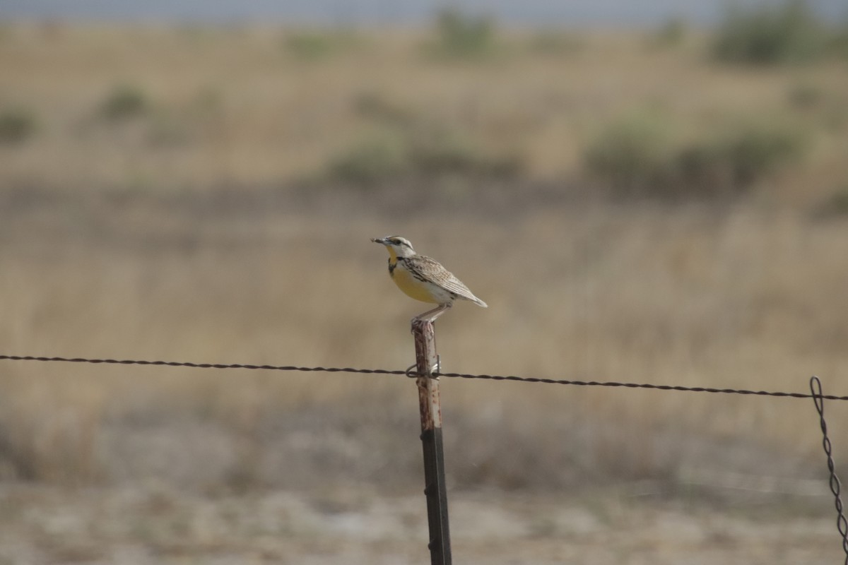Chihuahuan Meadowlark - ML647641318