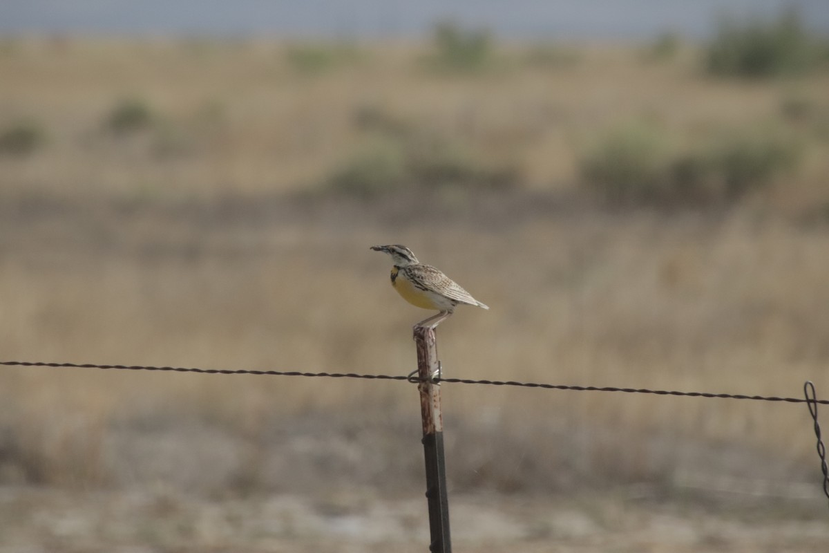Chihuahuan Meadowlark - ML647641319