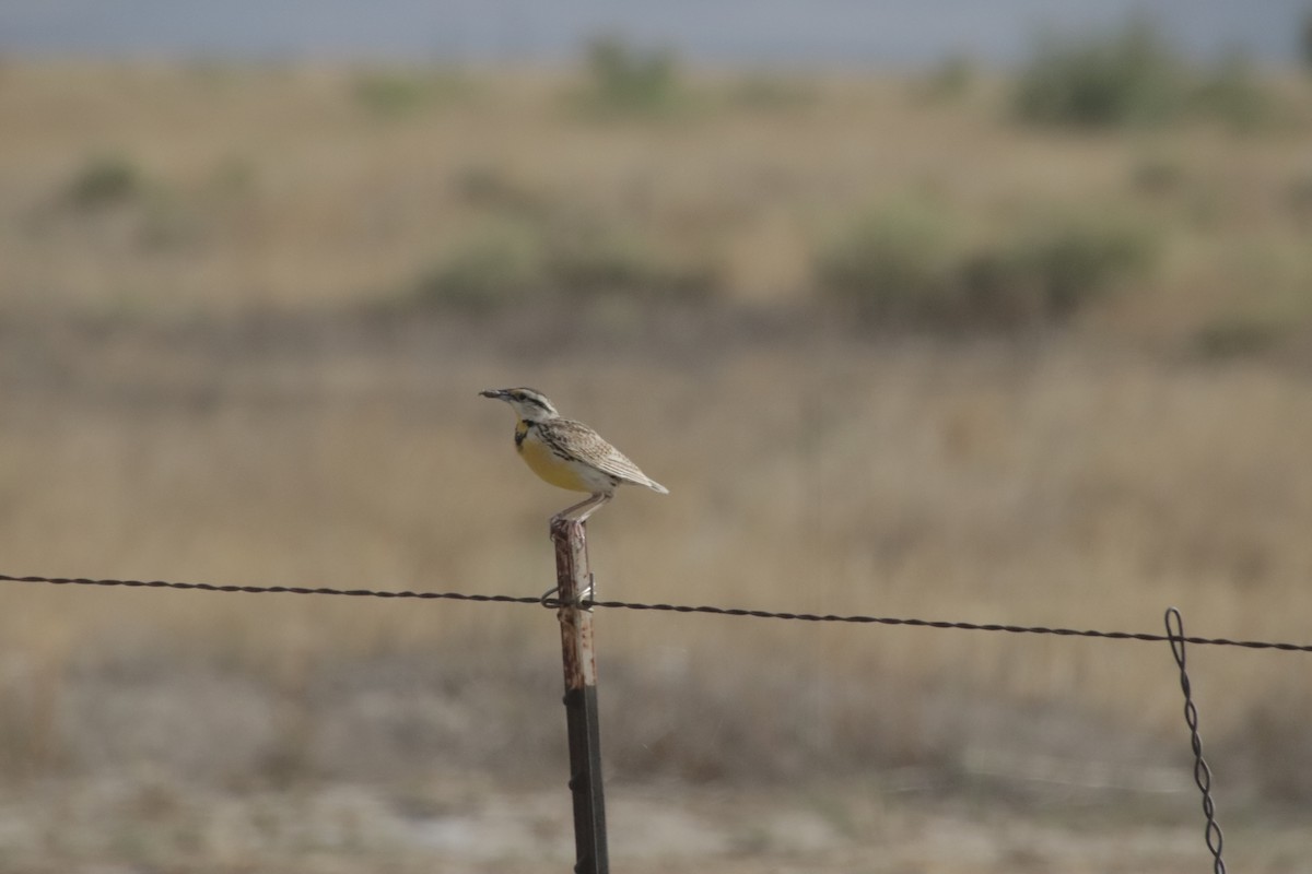 Chihuahuan Meadowlark - ML647641320