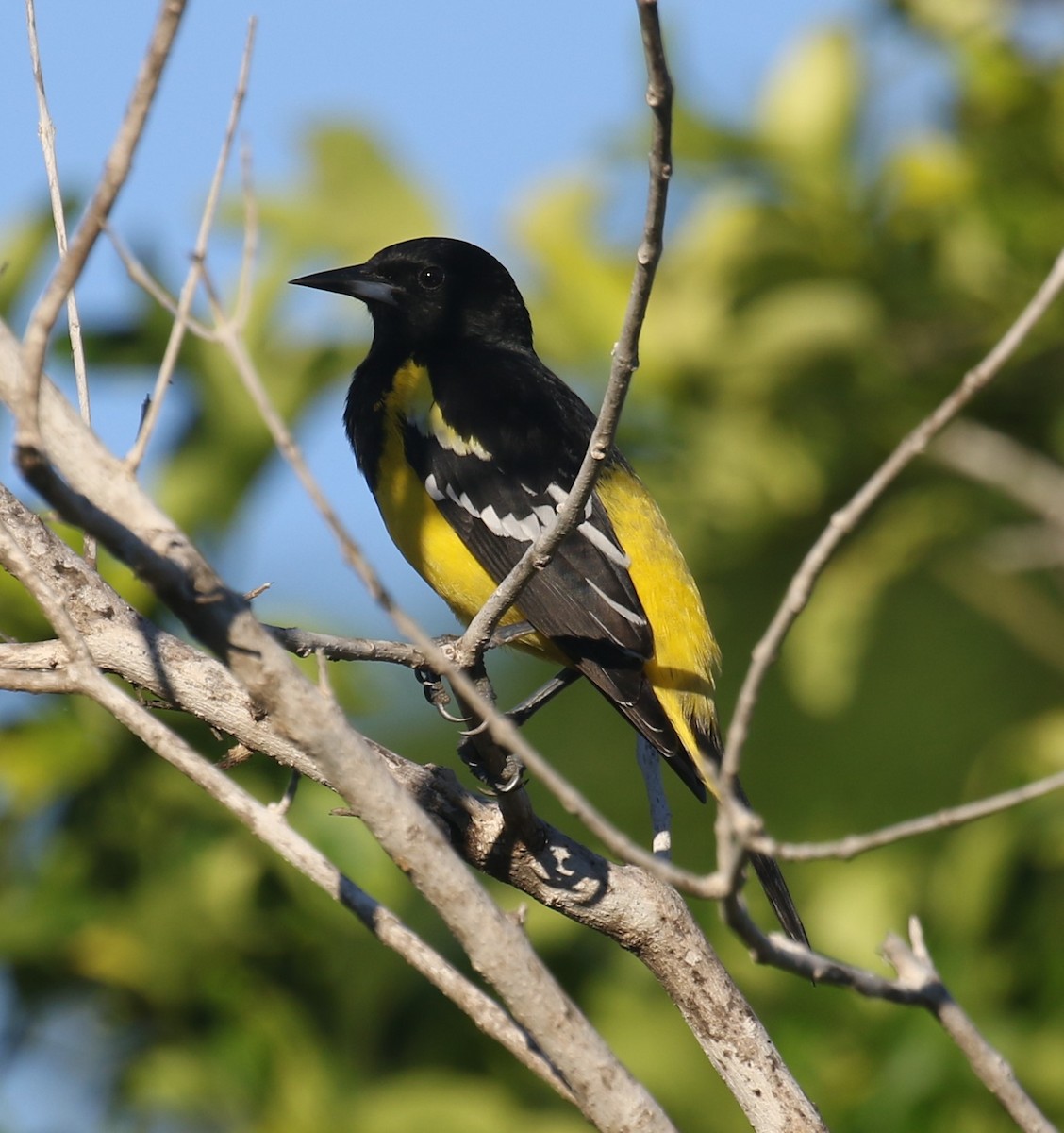 Scott's Oriole - ML647641321