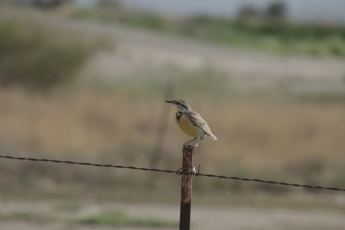 Chihuahuan Meadowlark - ML647641323