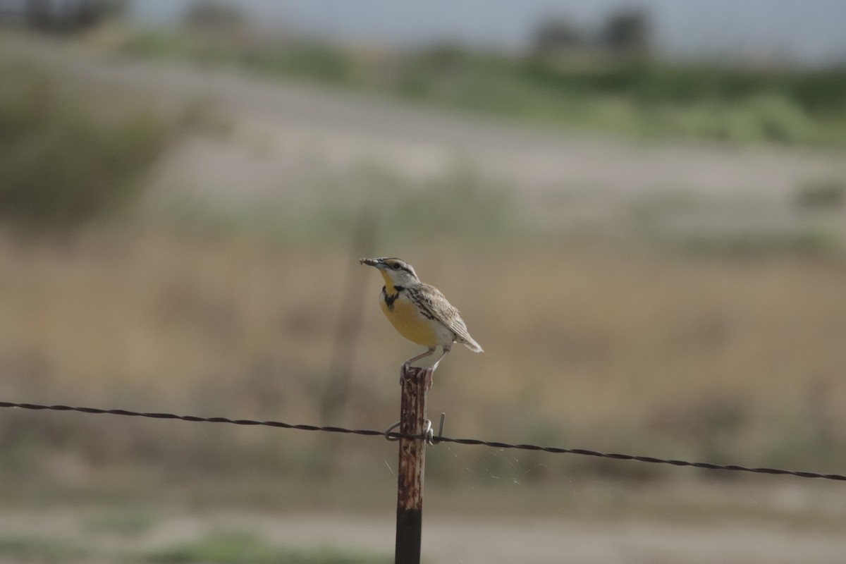 Chihuahuan Meadowlark - ML647641324