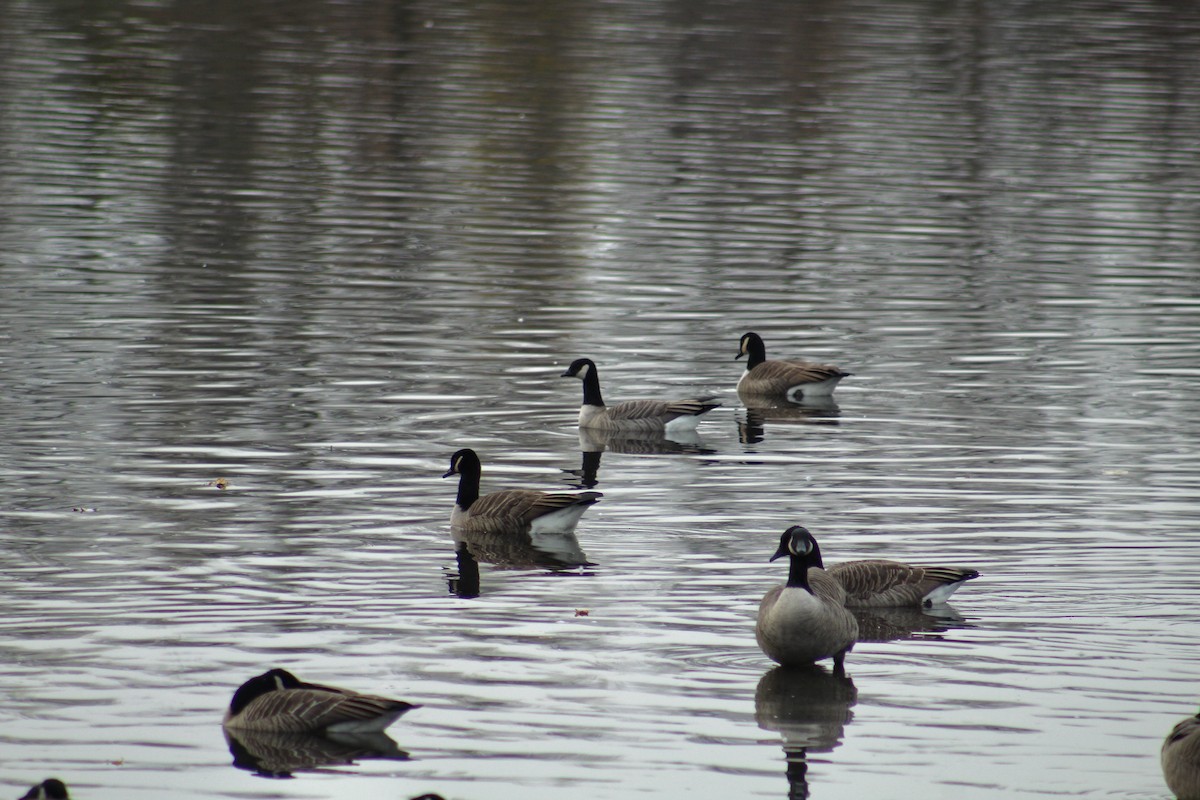 Cackling Goose - ML647641325