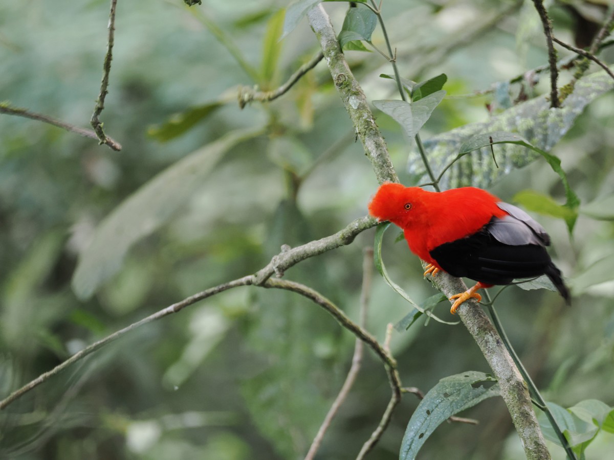 Andean Cock-of-the-rock - ML647641326