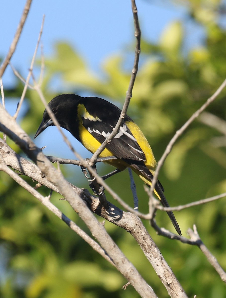 Scott's Oriole - ML647641327