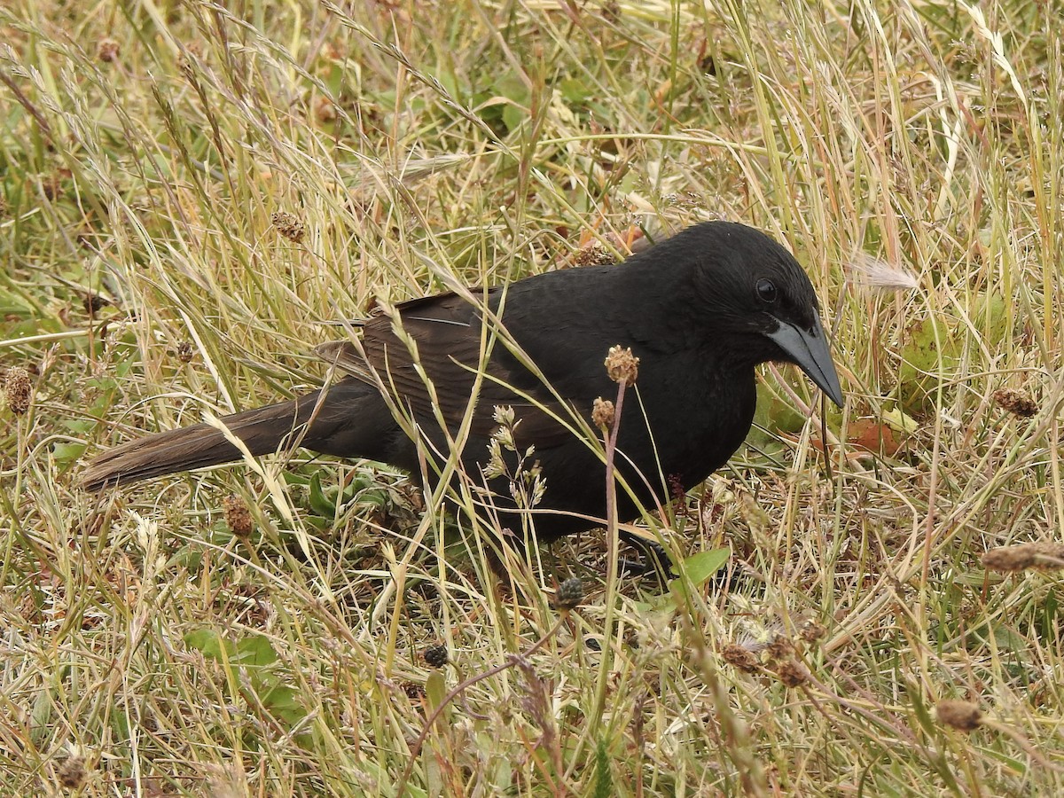Austral Blackbird - ML647641329