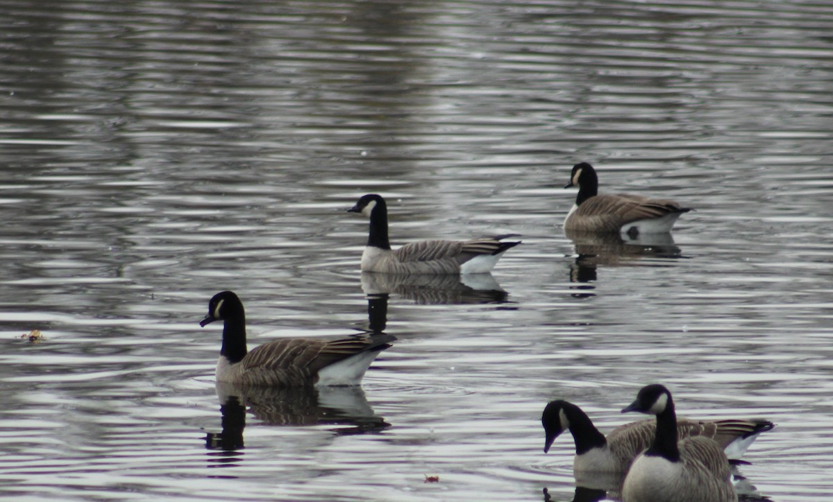 Cackling Goose - ML647641330
