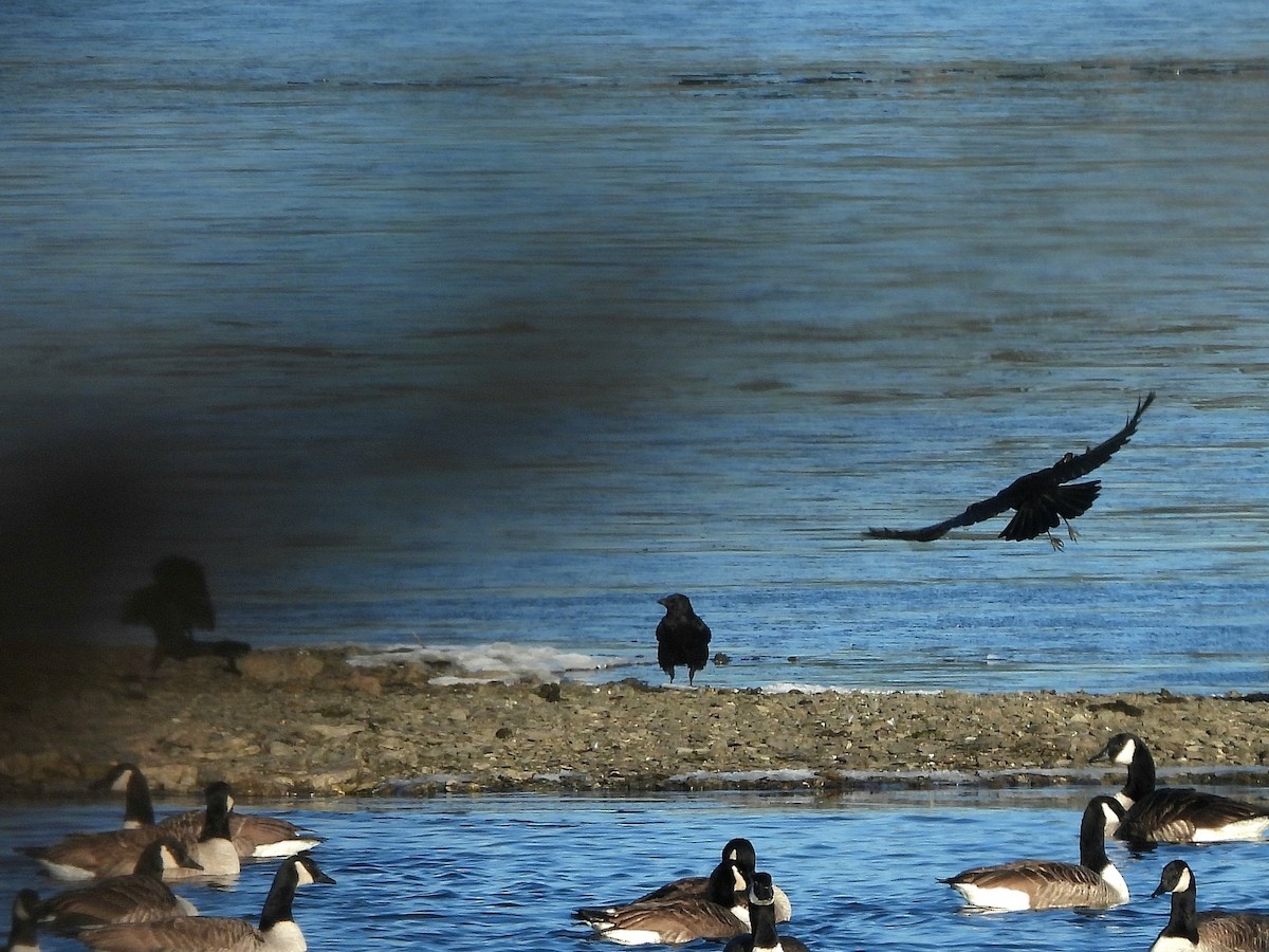 Carrion Crow - ML647641332