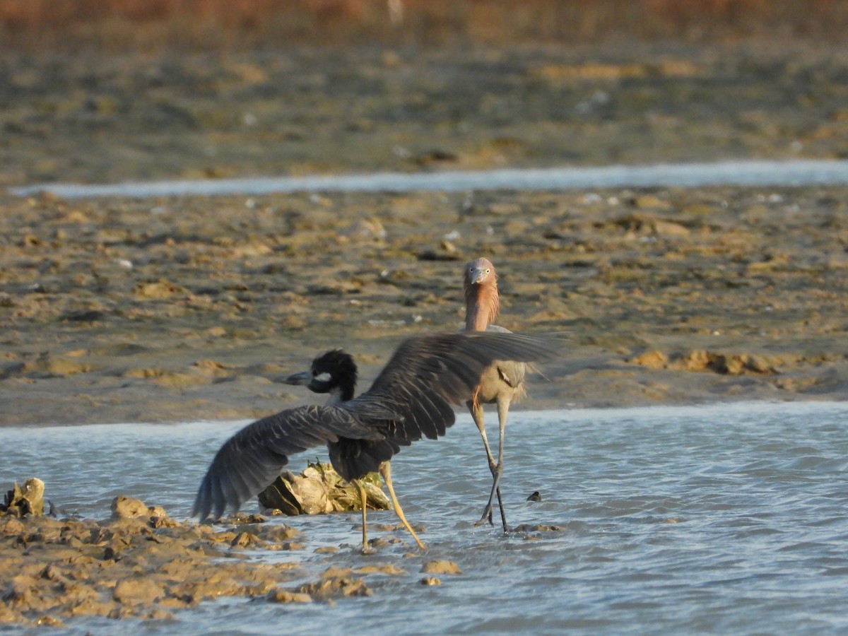 Yellow-crowned Night Heron - ML647641333