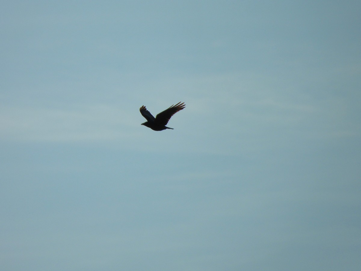 Carrion Crow - ML647641336