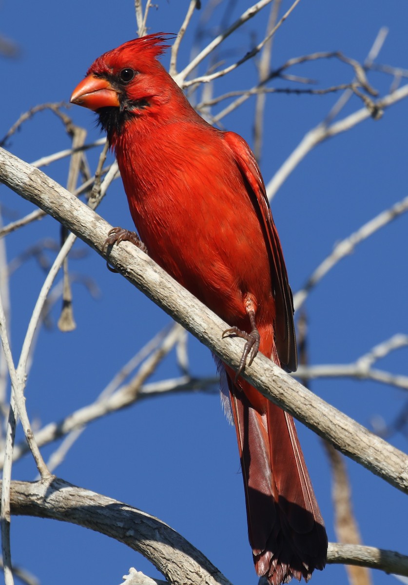 Northern Cardinal - ML647641337
