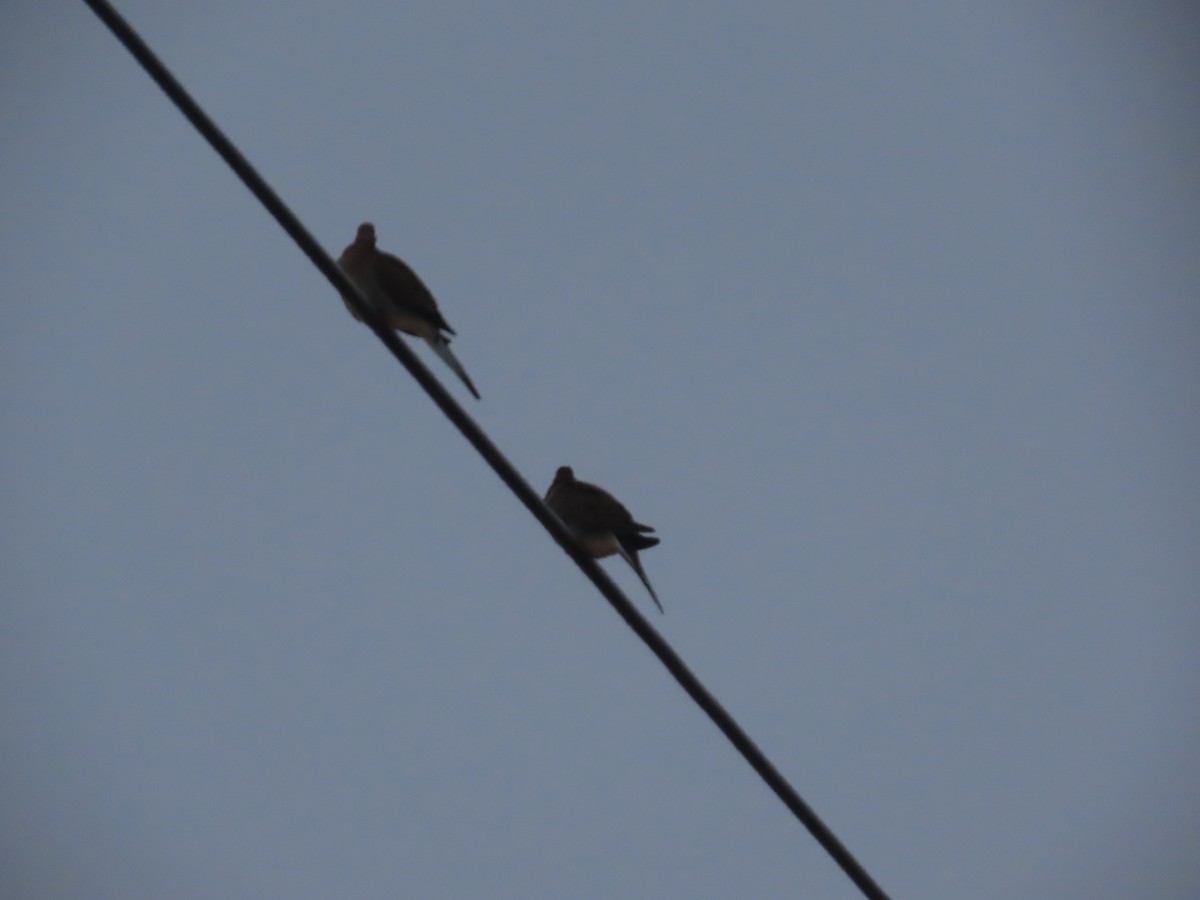 Mourning Dove - ML647641338