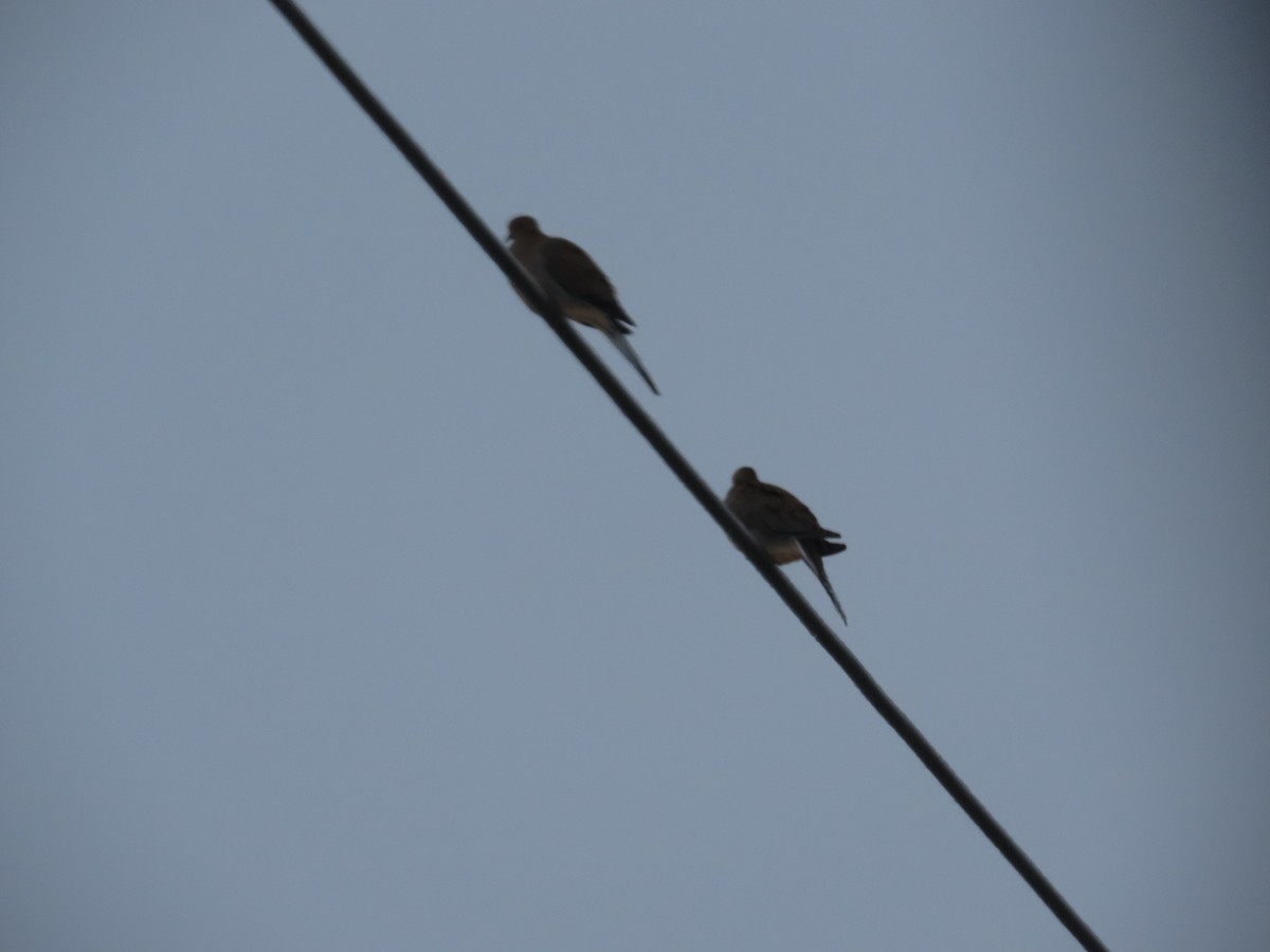 Mourning Dove - ML647641340