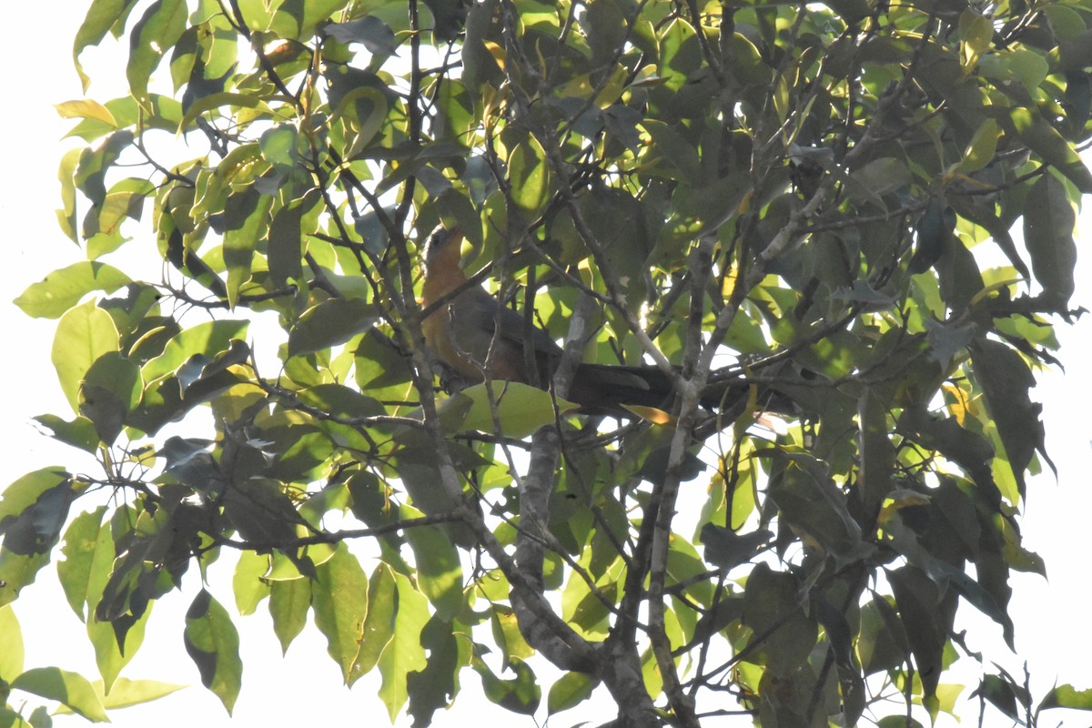 Red-billed Malkoha - ML647641344