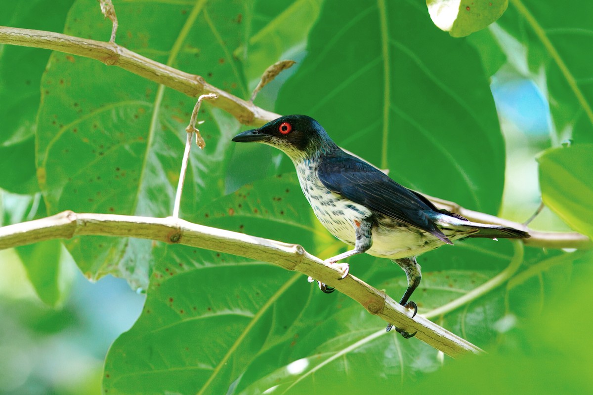 špaček lesklý - ML647641345